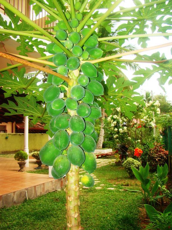 Bentota Homes Buitenkant foto